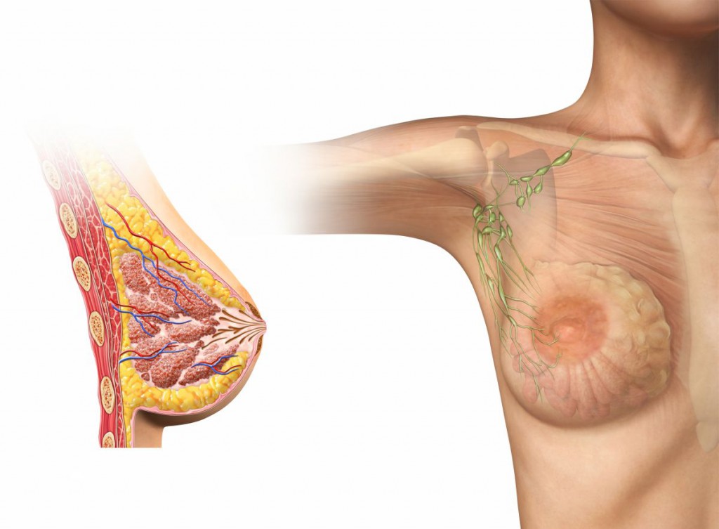 Woman breast cutaway diagram.